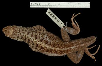 Media type: image;   Herpetology R-22665 Aspect: dorsal
